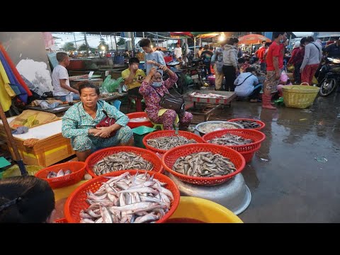 Morning Fish Market at Prek Phnov Bridge - Fish Market Scene @Prek Phnov in Early Morning