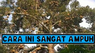 Download lagu There Are Only Two Ways to Get Local Durian to Bear Fruit Every Year mp3