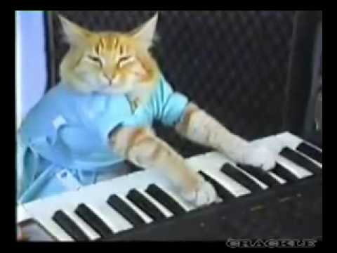 Gato tocando el piano (divertido)