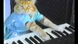 Cover art for gato meme