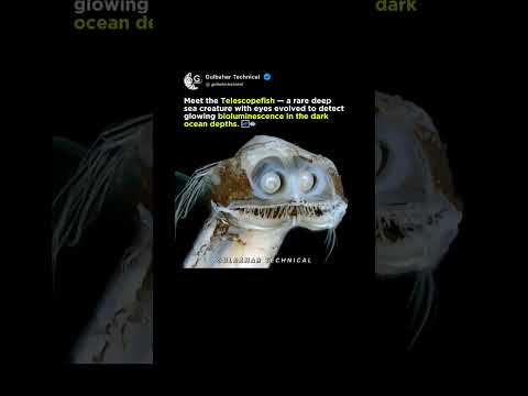 Rare Deep Sea Monster Revealed | Telescopefish’s Glowing Eyes Will Shock You! 🌌🐟