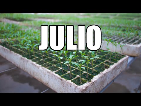 , title : 'Que sembrar en Julio! || Cultivos JULIO || Calendario de siembra || 2023 || Bananafabric'