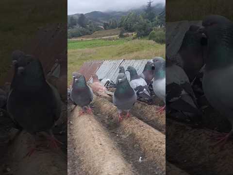 palomas en chitaga norte de Santander Colombia Colombia