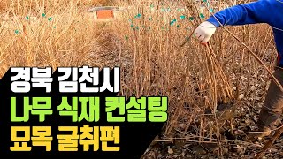 경북 김천시 나무 식재 컨설팅 묘목 굴취편 | 나무대장
