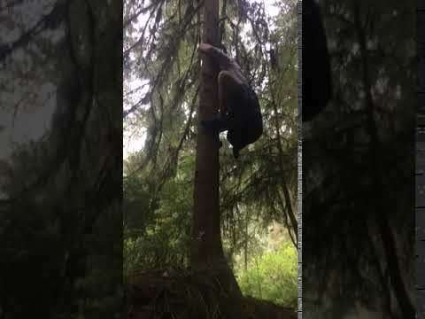 Hahahaha my friend Connor falling while climbing a tree here..hahaha