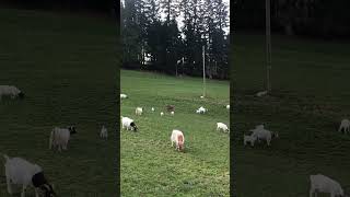 スイスのヤギ　#ヤギ #スイス