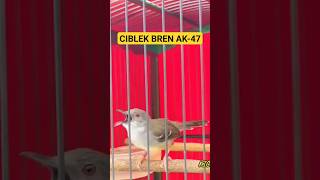 Download lagu Ciblek Ngebren, Ciblek Kristal Gacor Ngebren Variasi #ciblekkristalgacor #ciblekkristal #ciblek mp3