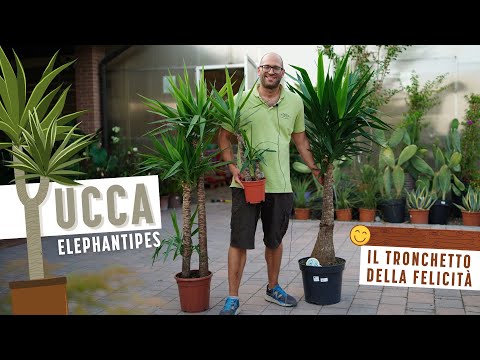 YUCCA: Come si Coltiva la Yucca Elephantipes, il Tronchetto della Felicità 🤩 in 2 Minuti 🕰