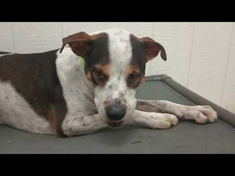 Teeny 3y A754834 wrestled with this lovely guy later@TRN, from kennel 174 PACC shelter 20250608 282