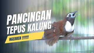 Download lagu pancingan tepus leher putih mp3 Download lagu pancingan tepus leher putih mp3