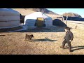 Монгол хүү vs Монгол нохой хөгжилтэй бичлэг