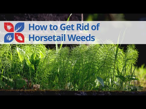  How to Get Rid of Horsetail Video 