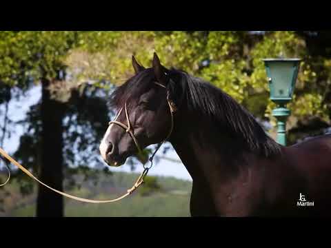 Lote 03 DICHOSO CALA BASSA