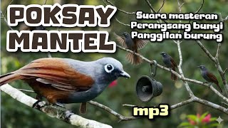 Download lagu POKSAY MANTEL Download MP3 suara PIKAT, masteran dan pancingan  mp3