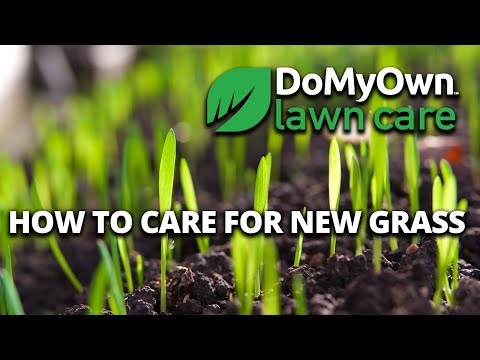  How to Care for New Grass Video 