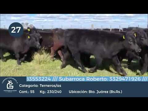 Lote M Y H - Bto Juárez Bs As