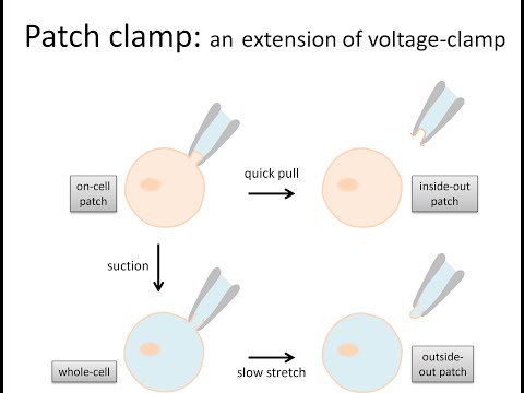Voltage clamp and patch clamp electrophysiology methods for studying ion channels