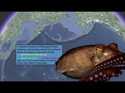 David Scheel, "Giant Alaska Octopuses"