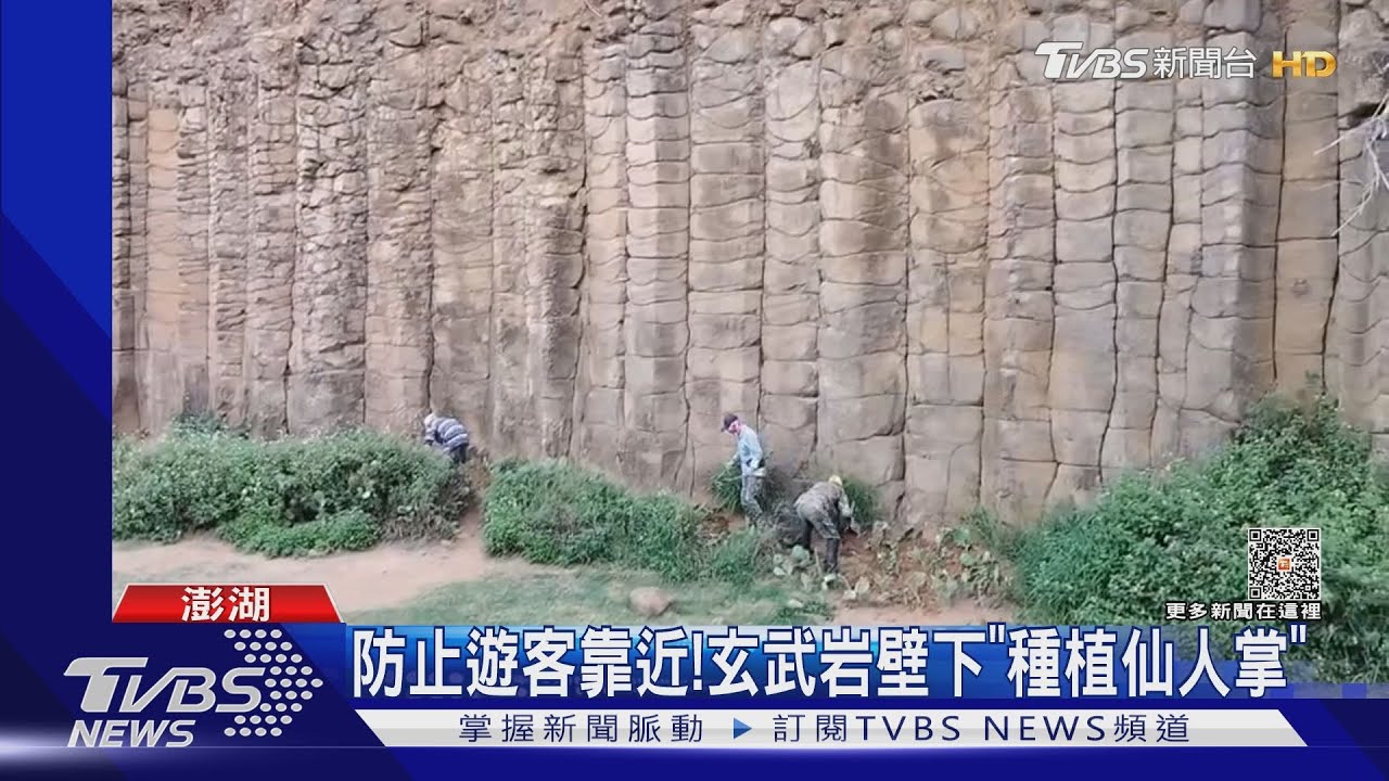 防止遊客靠近！　玄武岩壁下「種植仙人掌」