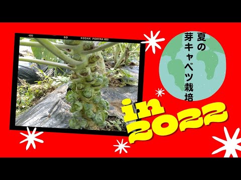 芽キャベツを正しく育てる 植物