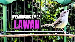 Download lagu CIBLEK GACOR NGEBREN Nemb4k RAPAT Pancingan Ciblek Semi bahan jadikan ciblek kristal gacor emosi mp3