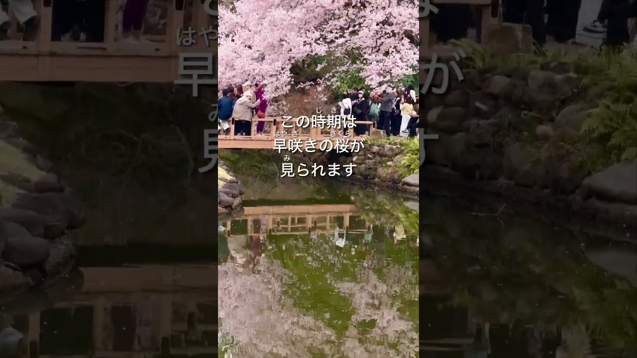 ［mini vlog］新宿で桜を見た日 #日本語 #桜 #sakura #shinjuku #新宿