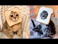 View 13 Cat Bread Face Meme