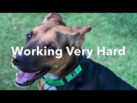 Finn, an adopted Shepherd Mix in Chandler, AZ_image-1