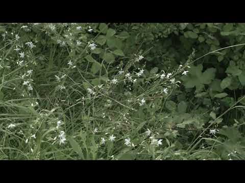 마크 브라운과 함께하는 7가지 산책 7 Walks with Mark Brown | 피에르 크레통, 뱅상 바레 | The 26th JEONJU IFF