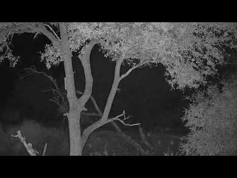 Djuma: Black-backed Jackal - 23:20 - 06/29/20