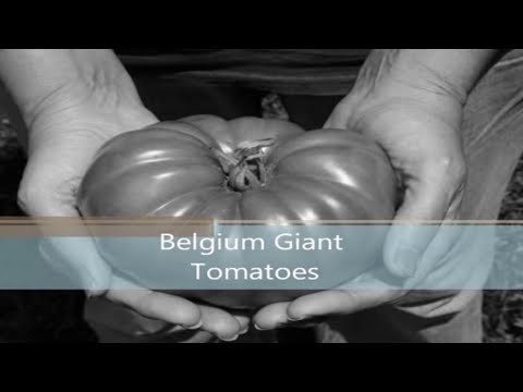 , title : 'Belgium Giant Tomatoes. Follow them through the summer.'
