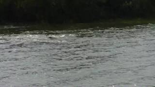 Download lagu mermaids of the Caribbean mp3 Download lagu mermaids of the Caribbean mp3