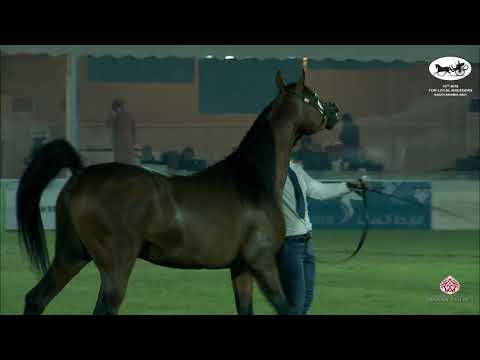 N 426 MABROK AL KHALEDIAH   10th Arabian Horse Show for local Breeders in Saudi Arabia 2021   Stalli