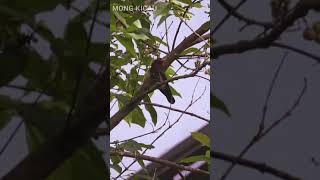 Download lagu TEMBAKAN KEDASIH UNGU / VIOLET CUCKOO.... mp3