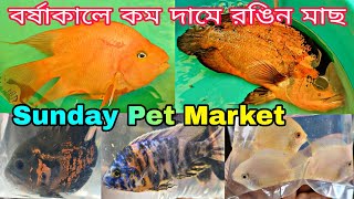Shrirampur Fish Market | Serampore Pet Market |Aquarium Fish Pet Shop | Fish Market | Pet Market