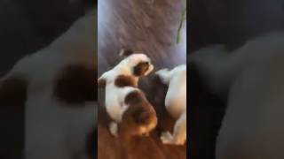 Video preview image #1 Bulldog Puppy For Sale in SUMMERVILLE, SC, USA