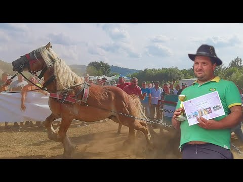 Cai probe de tracțiune locul 2 la speciala Bota Daniel la Suciu de Sus 2022