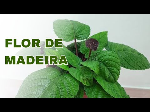 Wood flower plant [Dorstenia elata] an easy-to-grow shade plant