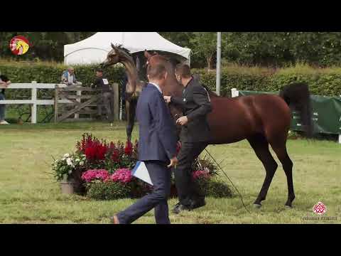 N 59 D KHAIR   2020 ELRAN ARABIAN CUP   Stallions 4 7 years old Class 11