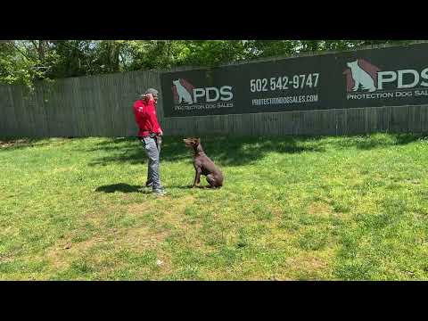 Well Rounded Obedience From "Hutch" At 10 Months Old.