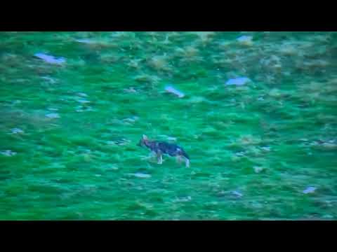 IL VIDEO. I lupi a caccia di marmotte sul Baldo