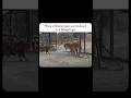 Siberian Tiger Vs Bengal Tiger Shorts