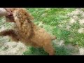 Toy Poodle puppy for sale