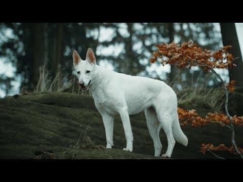 The Last of the Mohicans - Benjaming's Clan (cover)