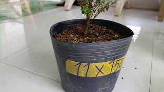 Mini bonsai lot, support me contact phone number 0775982159