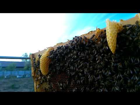 Cand cere rama la cladit 03 04 2017 Berindei Stupina  #apisines #abcapicol2025  #ionelnistor