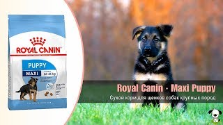Royal Canin Maxi Puppy - відео 1