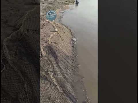 🐟VIENE HARTO NICURO 🐟Sábado 21 de febrero de 2026, frente a Puerto Nare Antioquia Colombia 🇨🇴