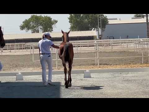 2021 KWPN NA Dressage foals