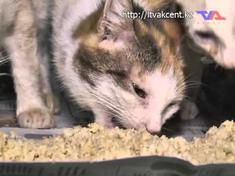 Выпуск программы «День» от 16 марта 2016г.